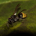 Aztec Honey Wasp - Photo (c) bowhunter16, some rights reserved (CC BY-NC), uploaded by bowhunter16