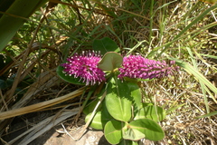 Veronica speciosa