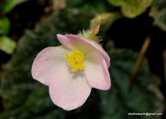 Begonia picta