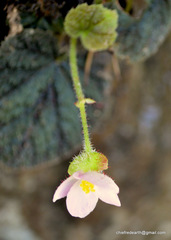 Begonia picta