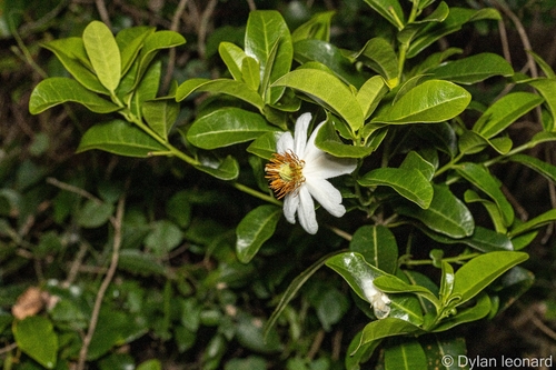 African Dogrose (Xylotheca kraussiana)