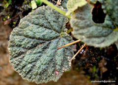 Begonia picta