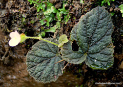 Begonia picta