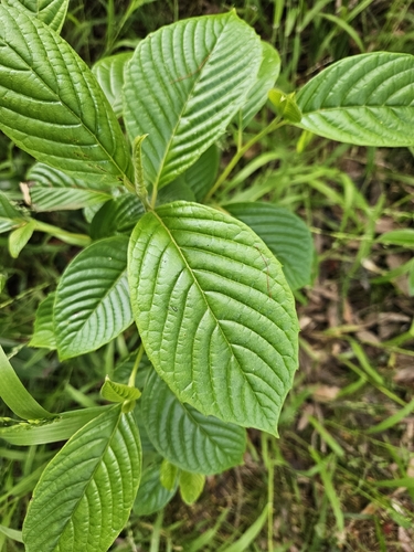 Camptotheca acuminata