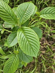 Camptotheca acuminata