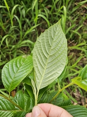 (c) Angus Campbell, some rights reserved (CC BY) Camptotheca acuminata, photograph (c) Angus Campbell, some rights reserved (CC BY)