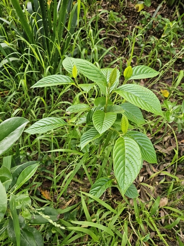 Camptotheca acuminata, photograph 3