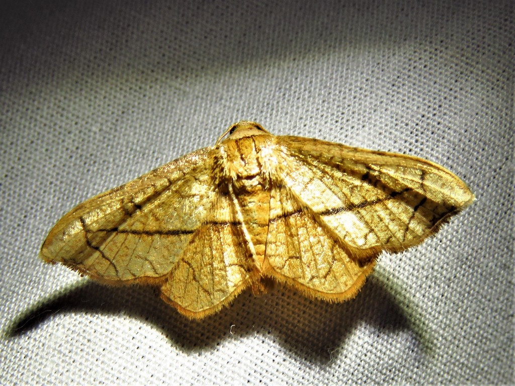 Striglina ferula