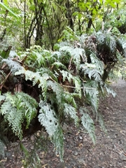 Hymenophyllales