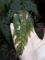 Hymenophyllales