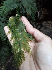 Hymenophyllales