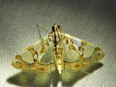 Glyphodes argyraspides