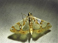 Glyphodes argyraspides