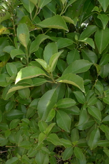Melicytus macrophyllus