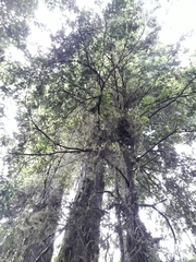 Prumnopitys ferruginea
