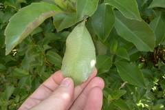 Melicytus macrophyllus