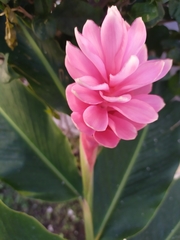 Alpinia purpurata