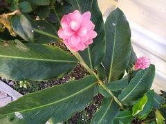 Alpinia purpurata