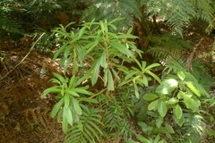 Brachyglottis kirkii