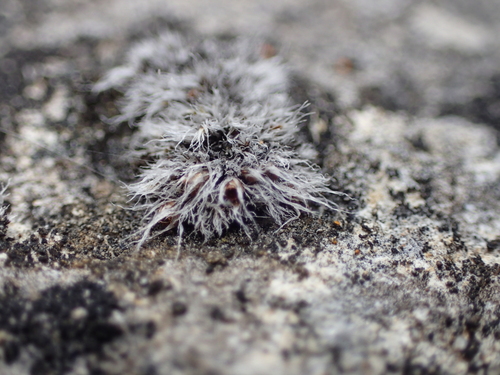 Grimmia plagiopodia, 2025-11-09