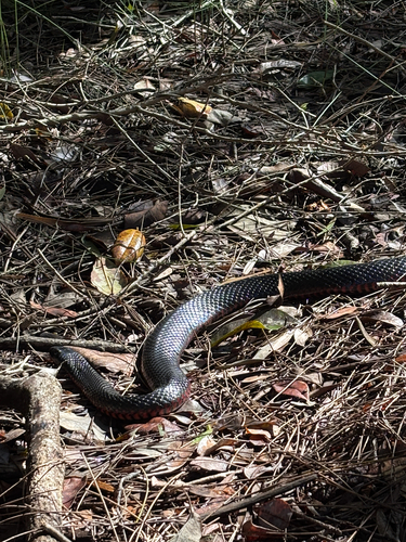 Red-bellied Black Snake sighting