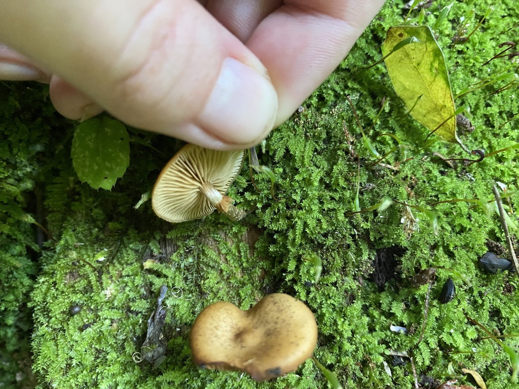 Galerina patagonica · November 2025 · photo: © caitlin_anderson1 (iNaturalist, cc-by)