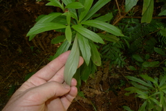 Brachyglottis kirkii