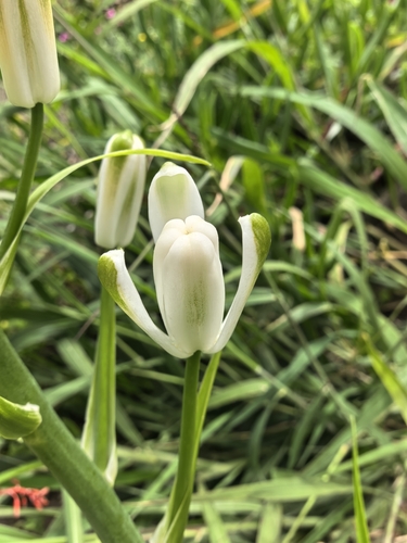 Foto de Albuca nelsonii