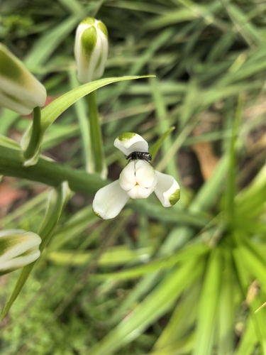 Foto de Albuca nelsonii