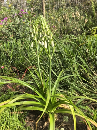 Foto de Albuca nelsonii