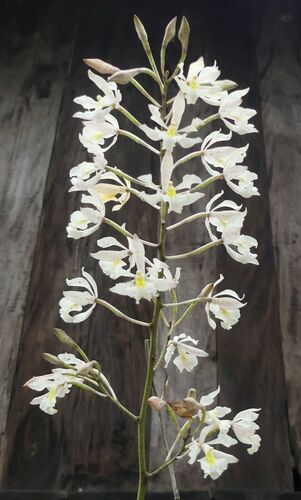 Epidendrum bracteolatum C.Presl