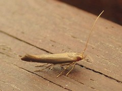 Glaphyristis marmarea