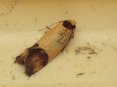 Heteroteucha dichroella