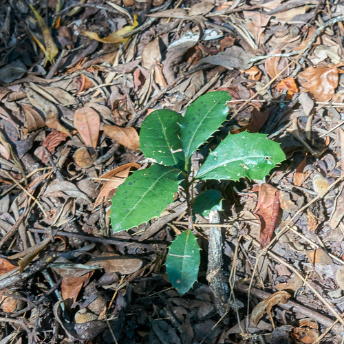 Small-leaved saffron (Elaeodendron croceum)