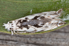 Erechthias mystacinella