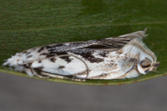 Erechthias mystacinella