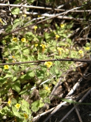 Erythranthe floribunda