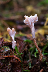 Clavulina castaneipes