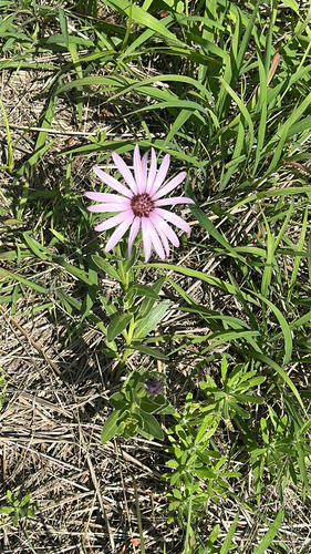 Showy Rain Daisy (Dimorphotheca spectabilis)