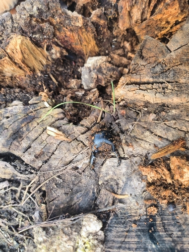 Serrognathus titanus platymelus