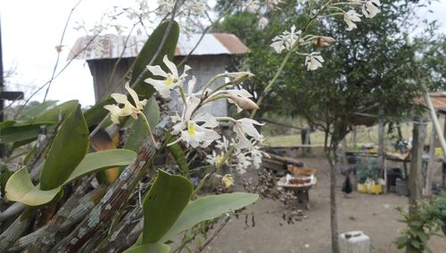Epidendrum bracteolatum C.Presl 2