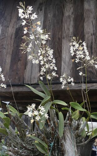 Epidendrum bracteolatum C.Presl 3