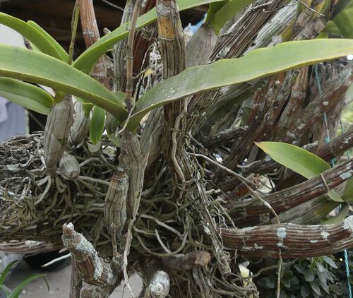 Epidendrum bracteolatum C.Presl 4