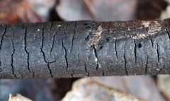 Diatrype decorticata