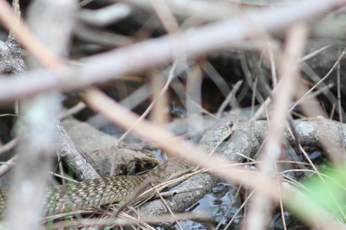 Common keelback sighting