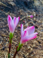 Zephyranthes fosteri