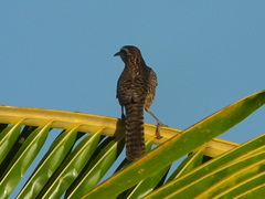 Campylorhynchus yucatanicus