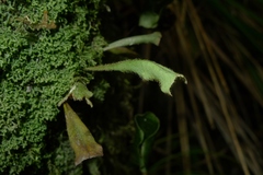 Notogrammitis pseudociliata