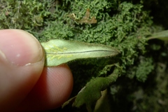 Notogrammitis pseudociliata