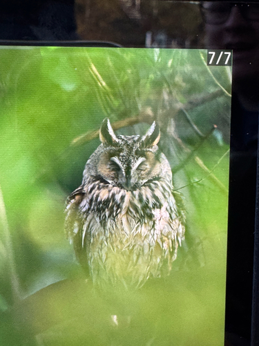 View observation of {o.common_name} on iNaturalist